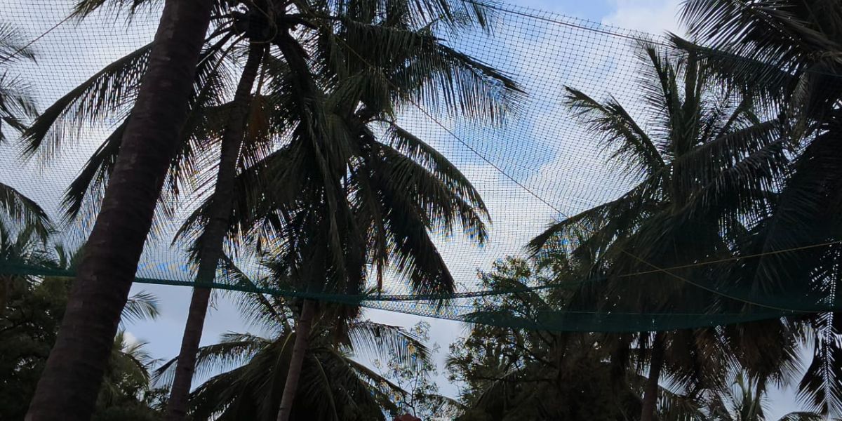 Coconut Tree Safety Nets